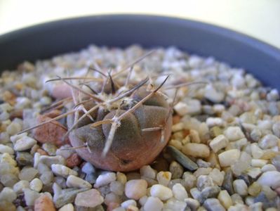 Gymnocalycium spegazzinii v sarkae KP54 San Felipe, AG