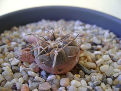 Gymnocalycium spegazzinii v sarkae KP54 San Felipe, AG