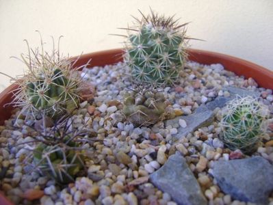 Grup de 5 cactusi; Copiapoa coquimbana v. fiedleriana 
Copiapoa coquimbana v. wagenknechtii
Ancistrocactus scheeri
Escobaria ancistracantha
Mamm. napina
