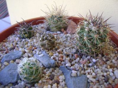 Grup de 5 cactusi; Copiapoa coquimbana v. fiedleriana 
Copiapoa coquimbana v. wagenknechtii
Ancistrocactus scheeri
Escobaria ancistracantha
Mamm. napina
