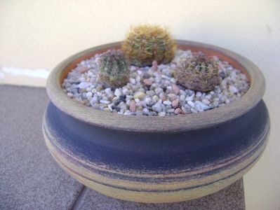 Grup de 3 cactusi; Oroya laxiareolata v. pluricentralis
Oroya gibbosa
Oroya peruviana
