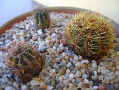 Grup de 3 cactusi; Oroya laxiareolata v. pluricentralis
Oroya gibbosa
Oroya peruviana

