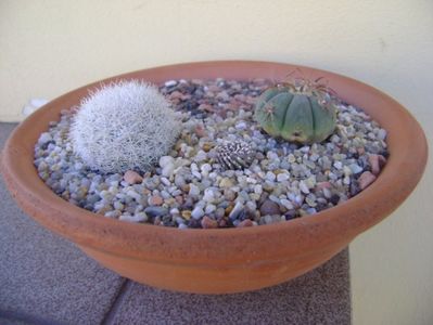 Grup de 2 cactusi; Mammillaria candida
Echinocactus horizonthalonius
