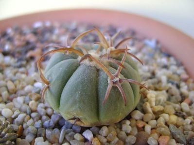 Echinocactus horizonthalonius, San Rafael, Galeana, NL