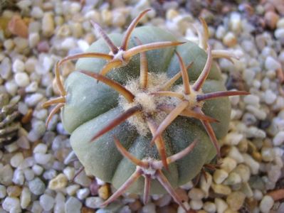 Echinocactus horizonthalonius, San Rafael, Galeana, NL