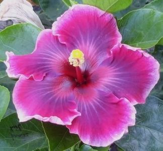 Hibiscus - Purple Magic - seminte - 3,50 RON