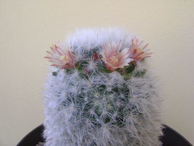 Mammillaria bocasana v. multilanata