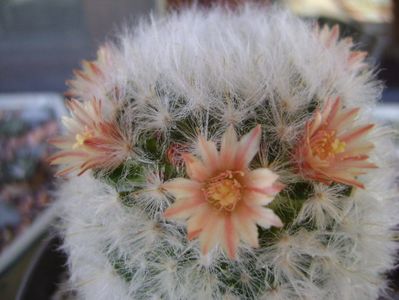 Mammillaria bocasana v. multilanata