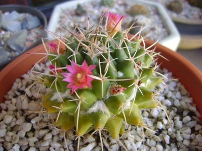 Mammillaria compressa