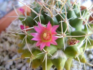 Mammillaria compressa