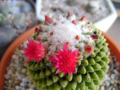 Mammillaria polythele cv. Stachellos