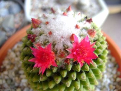 Mammillaria polythele cv. Stachellos