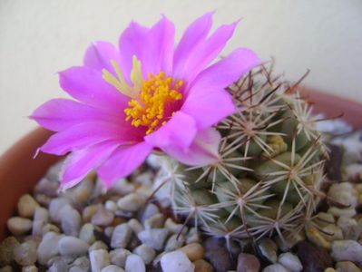 Mammillaria schumannii v. globosa (Bartschella schumannii)