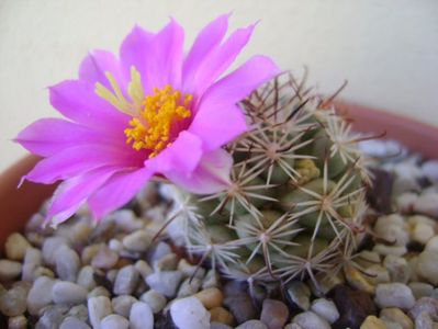 Mammillaria schumannii v. globosa (Bartschella schumannii)