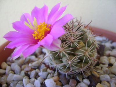 Mammillaria schumannii v. globosa (Bartschella schumannii)