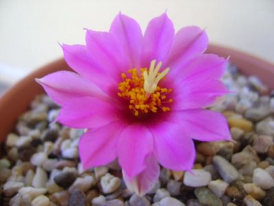 Mammillaria schumannii v. globosa (Bartschella schumannii)