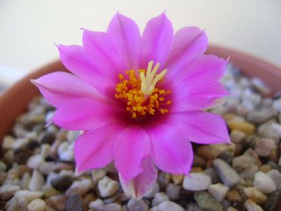 Mammillaria schumannii v. globosa (Bartschella schumannii)