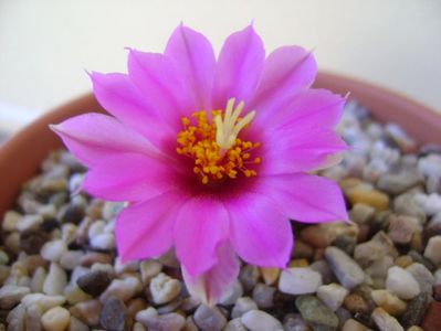 Mammillaria schumannii v. globosa (Bartschella schumannii)