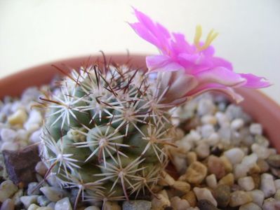 Mammillaria schumannii v. globosa (Bartschella schumannii)