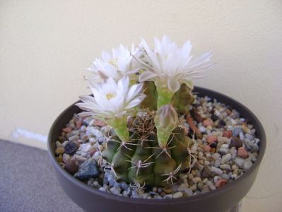 Gymnocalycium damsii v. tucavocense