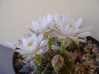 Gymnocalycium damsii v. tucavocense