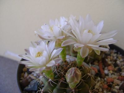 Gymnocalycium damsii v. tucavocense