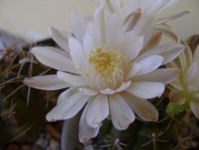 Gymnocalycium damsii v. tucavocense