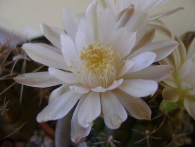 Gymnocalycium damsii v. tucavocense