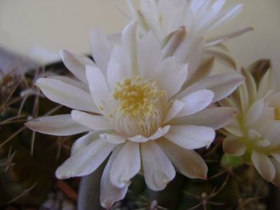 Gymnocalycium damsii v. tucavocense