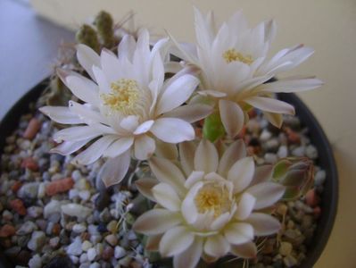 Gymnocalycium damsii v. tucavocense