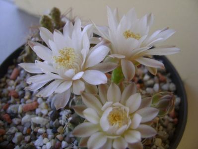 Gymnocalycium damsii v. tucavocense