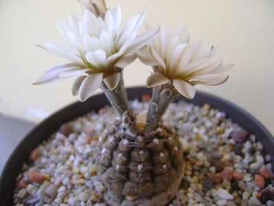 Gymnocalycium ragonesei