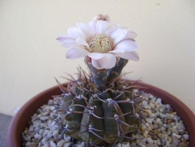 Gymnocalycium ochoterenae v. cinereum