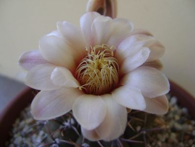 Gymnocalycium ochoterenae v. cinereum