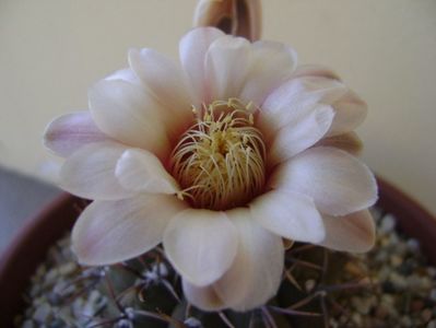 Gymnocalycium ochoterenae v. cinereum