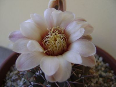 Gymnocalycium ochoterenae v. cinereum