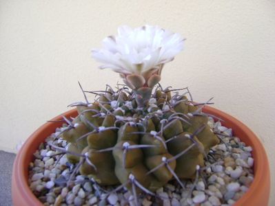 Gymnocalycium vatteri