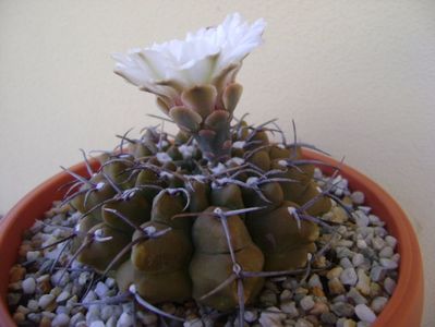 Gymnocalycium vatteri