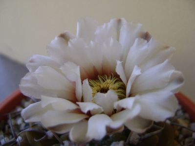 Gymnocalycium vatteri