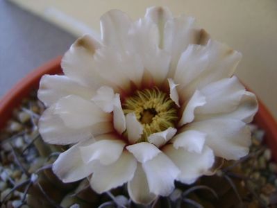 Gymnocalycium vatteri