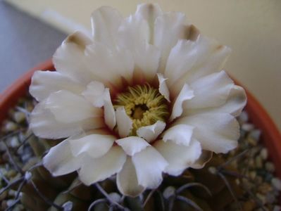 Gymnocalycium vatteri