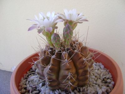 Gymnocalycium mihanovichii