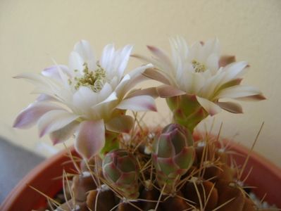 Gymnocalycium mihanovichii