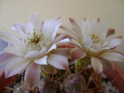 Gymnocalycium mihanovichii