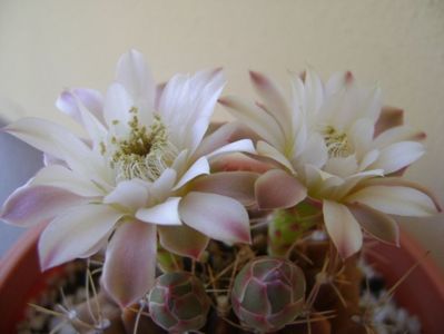 Gymnocalycium mihanovichii