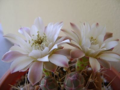 Gymnocalycium mihanovichii