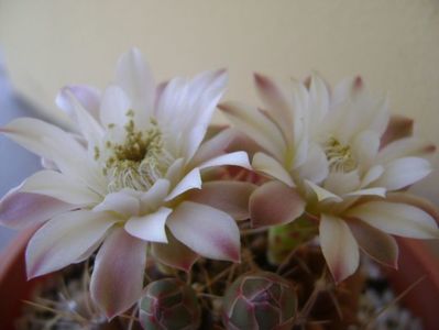 Gymnocalycium mihanovichii