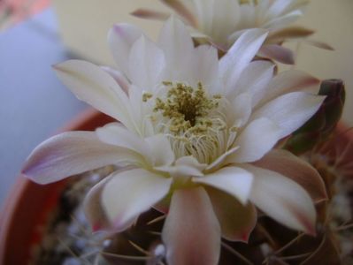 Gymnocalycium mihanovichii