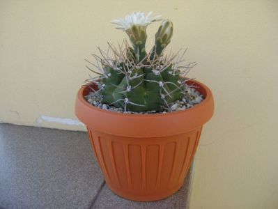 Gymnocalycium intermedium