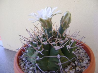 Gymnocalycium intermedium